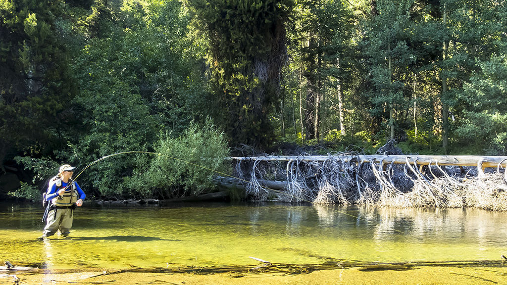 Ultralight Fly Fishing • Bear Creek 2015 (photo heavy)
